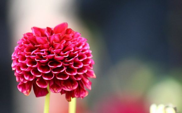 兰花最香的吗，兰花中最香的是哪个品种